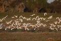 Egret flock in flight, La Pampa province