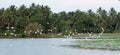 Egret flock flying at lake in Sri Lanka