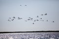 Egret flock flying over a delta