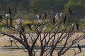 Egret Flock.La Pampa