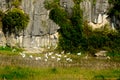 Egret flock in Van Long natural reserve