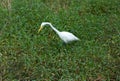 An Egret in Florida Royalty Free Stock Photo