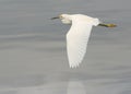 Egret Flying