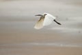 Egret flying