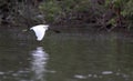 An egret flying Royalty Free Stock Photo