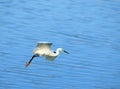 Egret flying