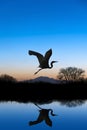 Egret Flying on Blue Evening