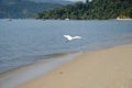 Egret Flying Royalty Free Stock Photo