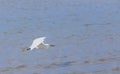 Egret flying over beach and waves, ocean and blue sky. Royalty Free Stock Photo