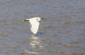 Egret flying over beach and waves, ocean and blue sky background Royalty Free Stock Photo