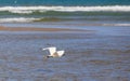 Egret flying over beach and waves, ocean and blue sky background Royalty Free Stock Photo