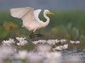 Egret with flowers Royalty Free Stock Photo