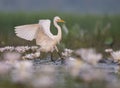 Egret with flowers Royalty Free Stock Photo