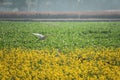 Egret flying over a mustard flower field. Royalty Free Stock Photo