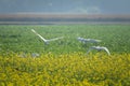 Egret flying over a mustard flower field. Royalty Free Stock Photo