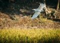 Egret flying over a paddy field. Royalty Free Stock Photo