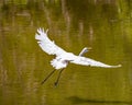 Great Egret taking flight over a muddy Slough of the Mississippi Royalty Free Stock Photo