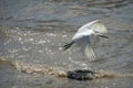 Egret flying over water