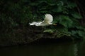 The egret flying on the river, in dark green background Royalty Free Stock Photo