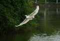 The egret flying on the river, in dark green background Royalty Free Stock Photo