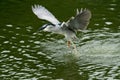 The egret flying on the river with the ripples in dark green background Royalty Free Stock Photo