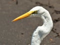 Egret with frog in his throat