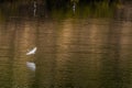 Egret gliding over river