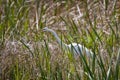 Egret in the grass Royalty Free Stock Photo