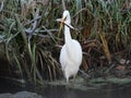 Egret with great catch Royalty Free Stock Photo