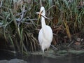 Egret with great catch