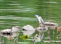 The egret in the green pond