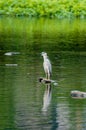 The egret in the green pond