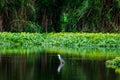 The egret in the green pond