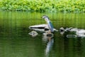 The egret in the green pond