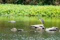 The egret in the green pond