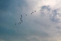 egret group flying to home on white blue sky soft cloud Royalty Free Stock Photo