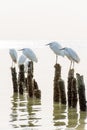 Egret group