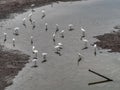 The egret group stand and wait for fish, crab, shrimp and seafood flow by ebb tide Royalty Free Stock Photo