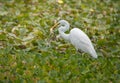 Egret has caught a large frog