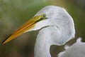 Egret Head Shot Royalty Free Stock Photo