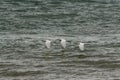 Egret Heron White Snowy Royalty Free Stock Photo