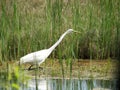 Egret Hunting on Chincoteague Island Royalty Free Stock Photo