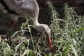 Egret hunting