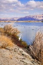 Egret hunting in south San Francisco bay, Sunnyvale, California Royalty Free Stock Photo