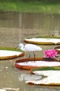 Egret is hunting on the Victoria waterlily leaf