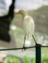 Egret, Kuala Lumpur Bird Park