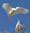 Egret landing