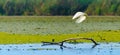 Egret landing on a branch