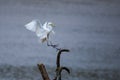 Egret landing