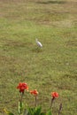 Egret, Churches and Convents of Goa, Old Goa, India Royalty Free Stock Photo